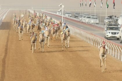 "سباقات الهجن" في العين.. حفاظ على الموروث الشعبي الإماراتي والهوية الوطنية