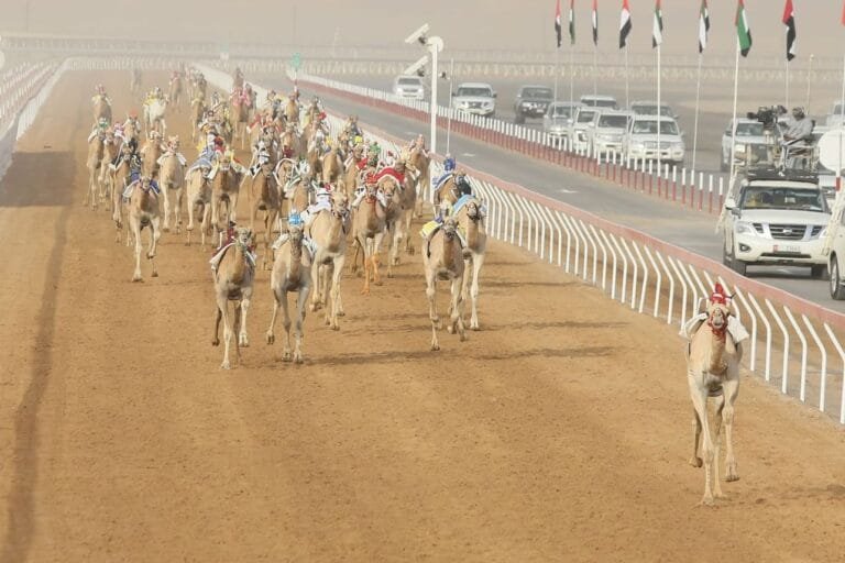 "سباقات الهجن" في العين.. حفاظ على الموروث الشعبي الإماراتي والهوية الوطنية