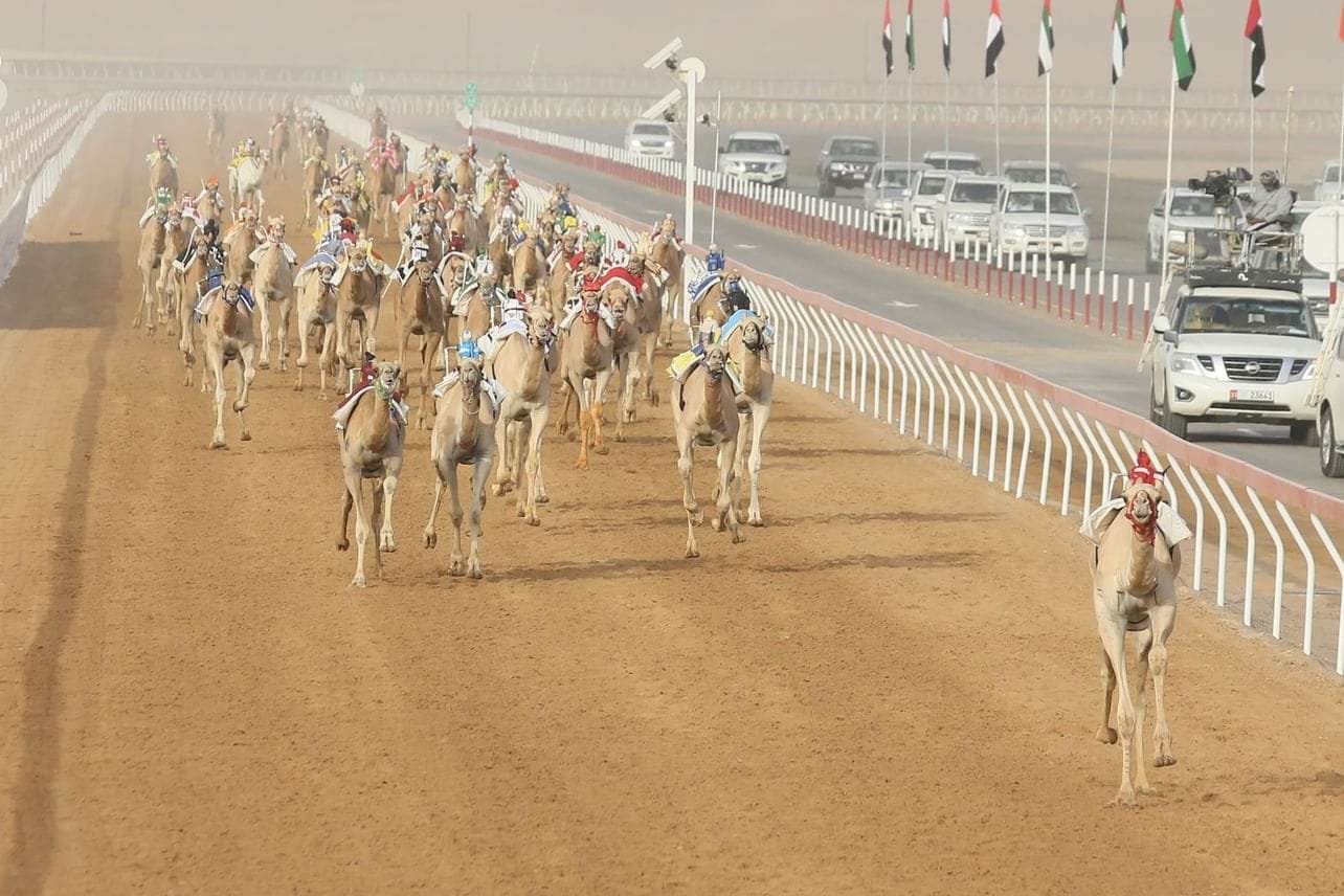 "سباقات الهجن" في العين.. حفاظ على الموروث الشعبي الإماراتي والهوية الوطنية