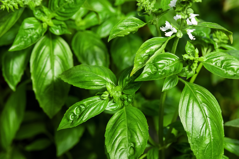 An herb that protects you from cancer and heart disease 