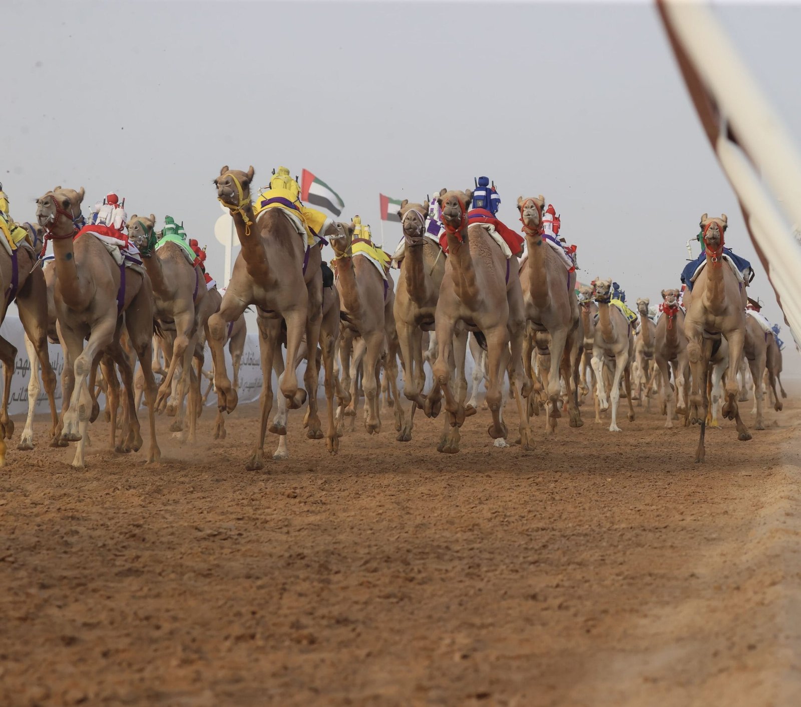 "Hamloula" shines in the "Al-Fatamin" category at Al Ain Camel Racing Festival