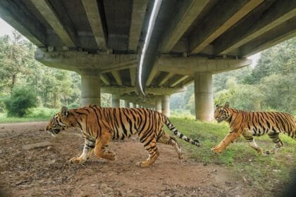 National Geographic Al Arabiya celebrates 15 years and publishes its October issue with inspiring files on willpower and nature.