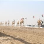 مهرجان الظفرة الثالث لسباقات الهجن يبدأ فعالياته بمنافسات الحقايق