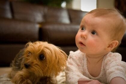دراسة.. اقتناء كلب وليس قطة يقلل احتمالات إصابة الطفل بالربو