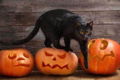 هالوين القطط السوداء