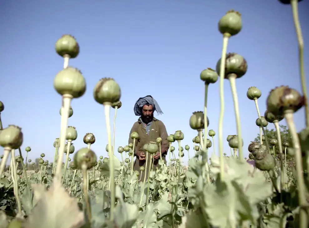 إقالة مسؤول طالباني بعد اعتزامه كشف شبكة لتجارة المخدرات مرتبطة بالحركة (الصورة/وكالات)