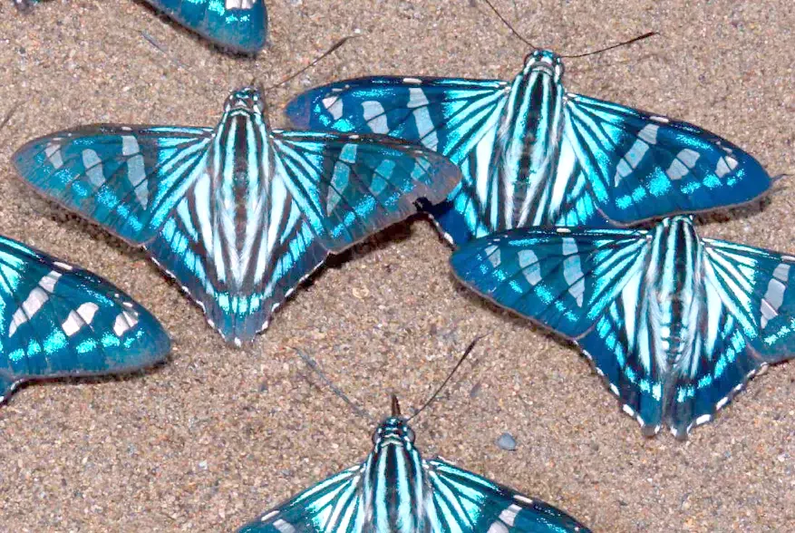 Live butterfly trade in Colombia