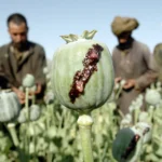A Taliban official was dismissed after he intended to expose a drugs trafficking network linked to the movement