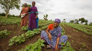 المزارعين في الهند