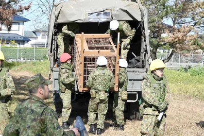 بعد تزايد هجمات الدببة.. اليابان تستعين بالجيش لحماية السكان