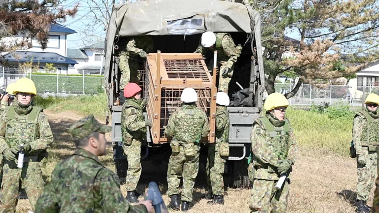 بعد تزايد هجمات الدببة.. اليابان تستعين بالجيش لحماية السكان