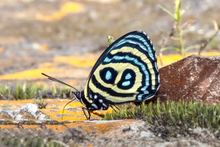 Live butterfly trade in Colombia