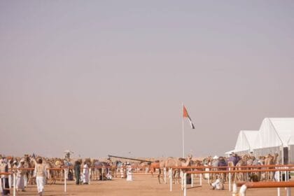 "مزاينة رزين" المحطة الثانية لمهرجان الظفرة تنطلق السبت