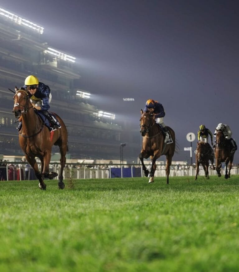 On a field track.. 73 horses participate in the first evening of the Dubai Racing Carnival