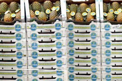 الأناناس يُخفي السم الأبيض .. إسبانيا تضبط شحنة فواكه محمّلة بأكثر من طنين من الكوكايين