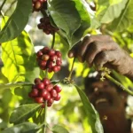 Climate change is driving Brazilian farmers to invest in premium Robusta coffee