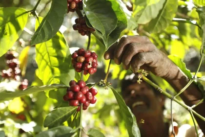 Climate change is driving Brazilian farmers to invest in premium Robusta coffee