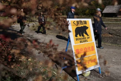 Bear war results in record deaths and injuries in Japan