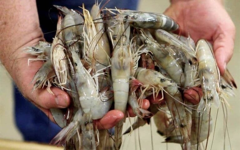 Details of the withdrawal of tens of thousands of shrimp bags from US markets