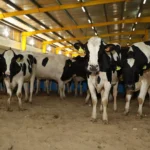 Controversy erupts in Argentina after a proposed "cow gas tax"; farmers protest, and the environment responds.