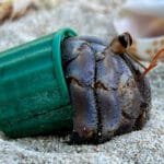 A crude explosive device was found in the car of the perpetrator of the Bundi attack; police reveal new details.