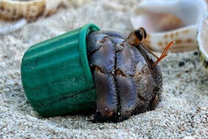 A crude explosive device was found in the car of the perpetrator of the Bundi attack; police reveal new details.