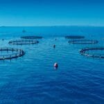 إنجاز غير مسبوق لهيئة البيئة – أبوظبي.. ارتفاع مؤشر مصائد الأسماك المستدامة إلى 100%