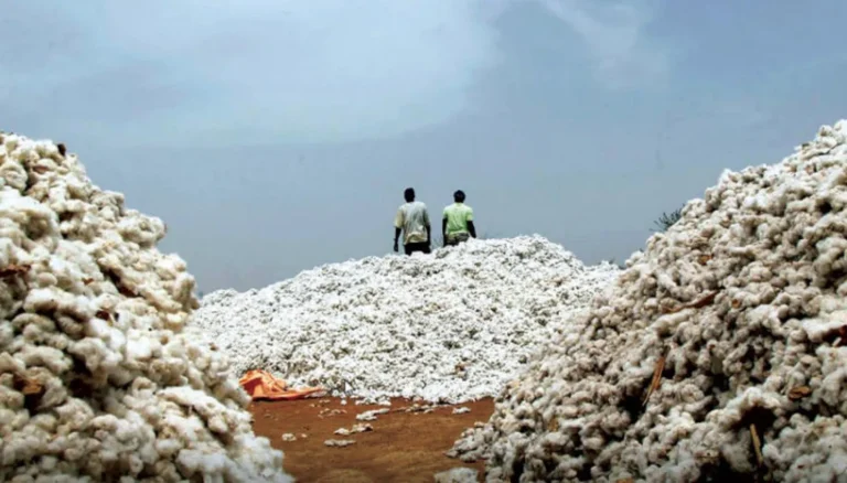 ذهب أبيض من إفريقيا.. واشنطن تكشف خريطة أقوى الدول الأفريقية في إنتاج القطن