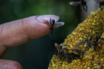 سابقة بيئية في الأمازون .. بيرو تضع النحل عديم اللسع تحت مظلة القانون